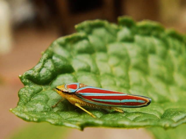 Microcosmos de la menta